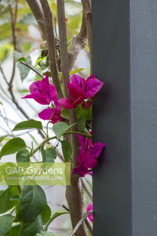 Close up of a pink Bougainvillea growing up a post.