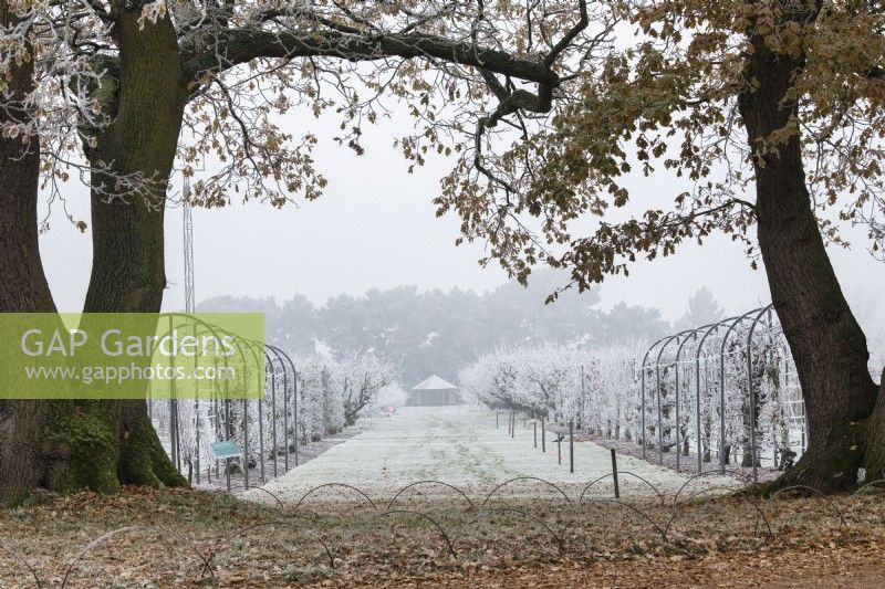 Quercus robur - Looking through Oak trees in the frost to the fruit field at RHS Wisley Gardens
