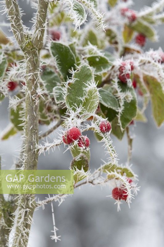 Crataegus x lavallei 'Carrierei' - Hybrid cockspur thorn berry in the frost