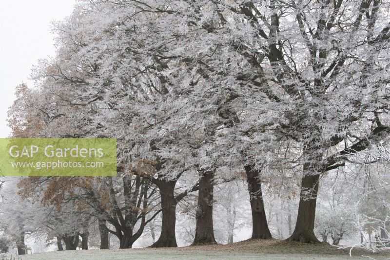 Quercus robur - Oak trees in the frost at RHS Wisley Gardens