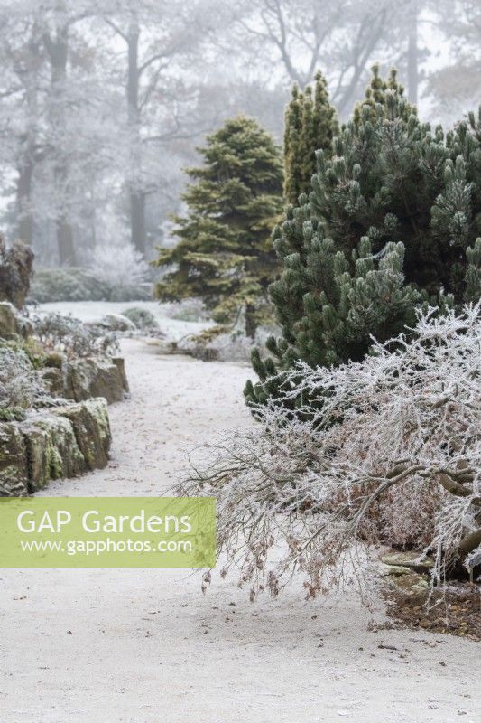 Rock garden in the frost at RHS Wisley Gardens