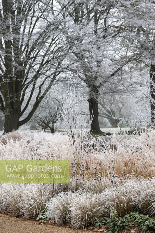Well-being garden and Oak trees in the frost at RHS Wisley Gardens