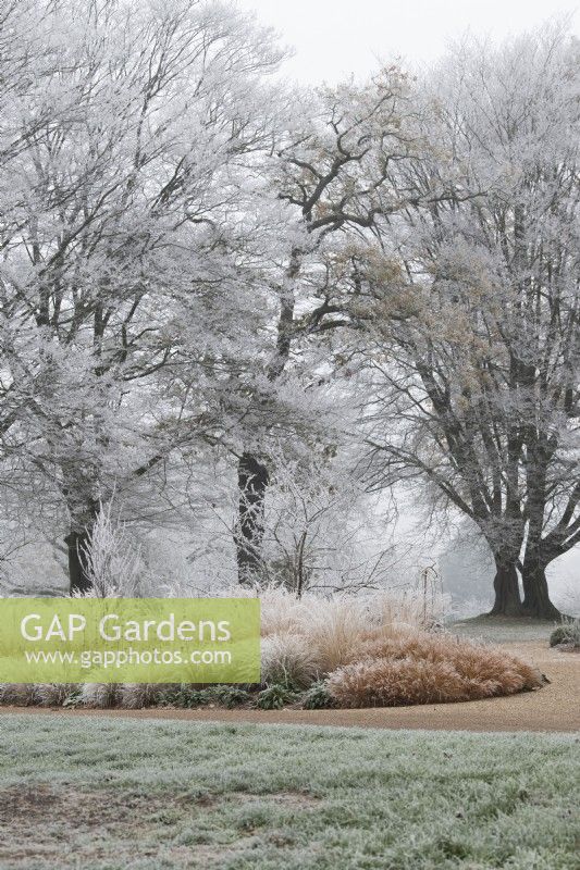 Well-being garden and Oak trees in the frost at RHS Wisley Gardens