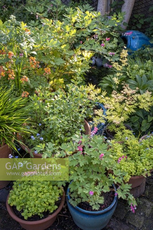 Collection of containers filled with summer plants in small garden patio