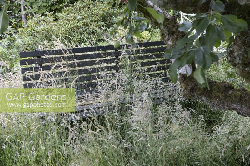 A wooden slatted bench sits amongst long grass in an overgrown, wild garden. June.