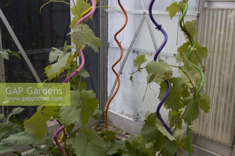 Grape vines,vitis vinifera, grow up multi coloured painted twisted plant stakes in a  greenhouse. June. 