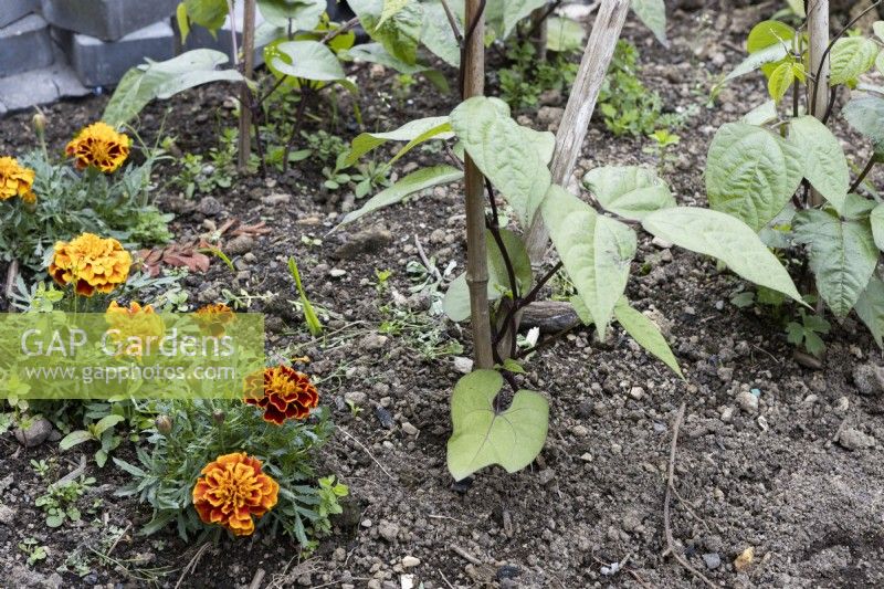 Young runner bean plants grow up bamboo plant supports next to marigolds, tagetes, in flower. June.