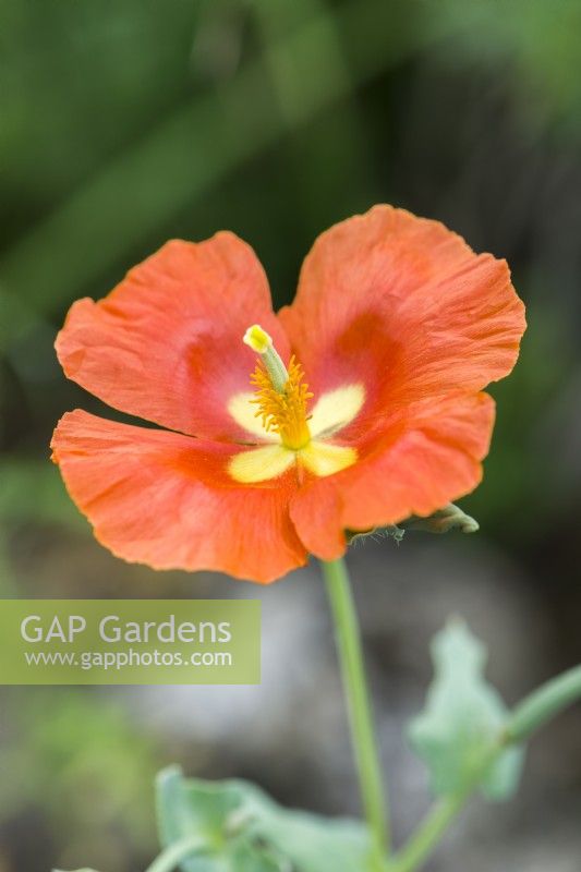 Glaucium flavum var. aurantiacum - horned poppy. Close up of flower in July