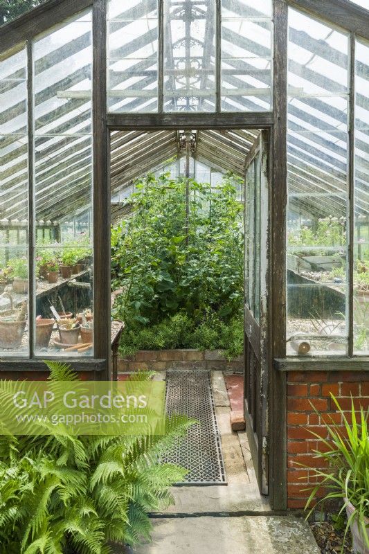View into large old timber greenhouse with tomatoes growing in central bed. July