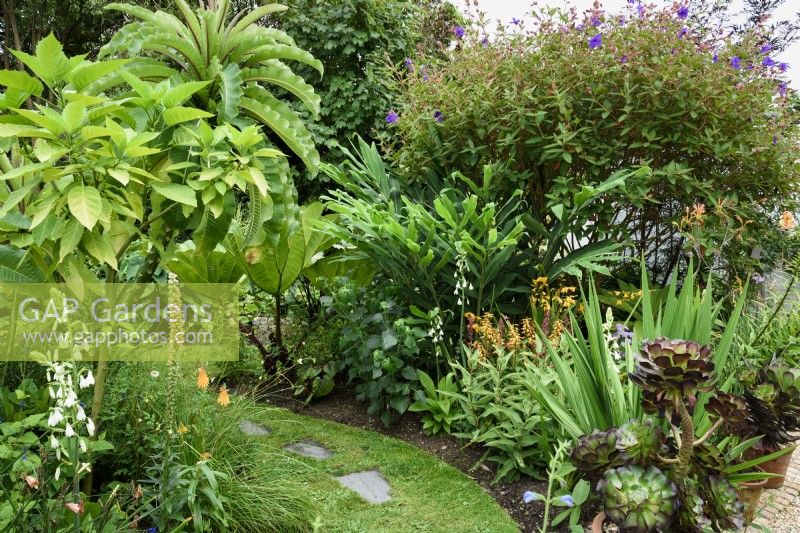 Cornish garden in August with succulents and tender plants and large leaved foliage.