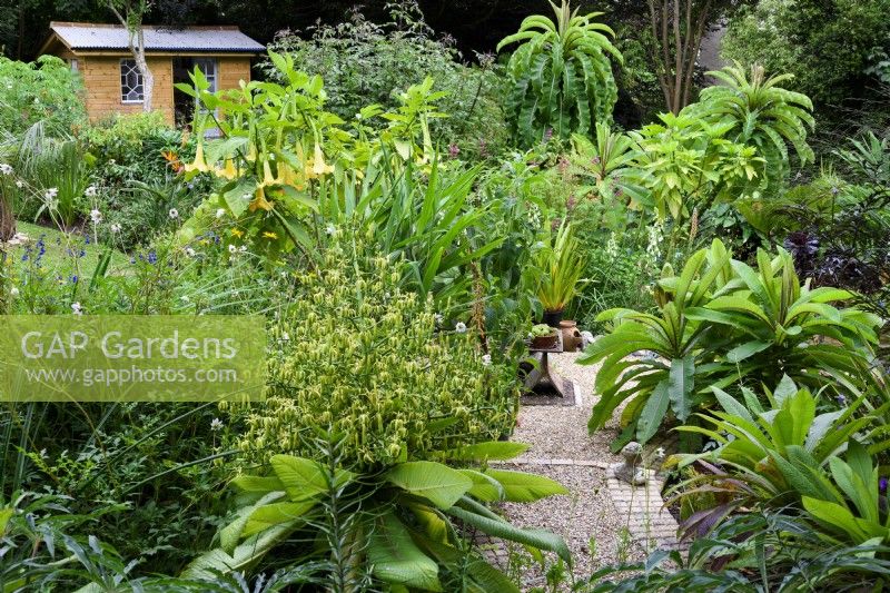 Cornish garden in August with tender perennials including Musschia wollastonii and tall Lobelia giberroa, the giant lobelia.