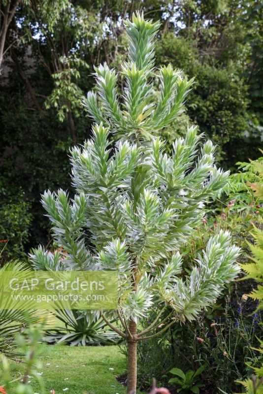 Leucadendron argenteum, the silver tree, in August