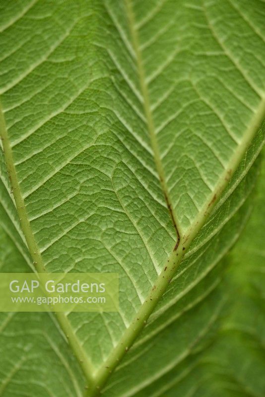 Gunnera insignis leaf
