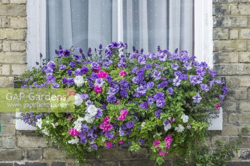 Window box with petunias, lavender and bacopa. Petunia 'Priscilla'. August