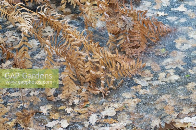 Osmunda regalis and Quercus robur - Royal fern foliage and oak leaves in frozen water