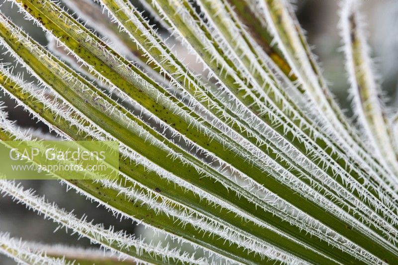 Rhapidophyllum hystrix - Needle palm frond in the frost 