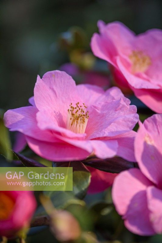 Camellia sasanqua 'Paradise Belinda'