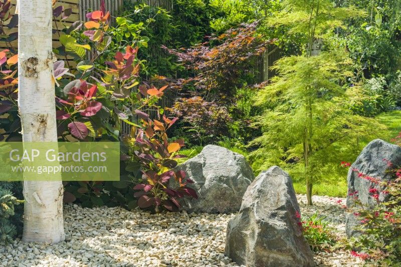 Japanese inspired garden. Japanese Maples, cotinus, rocks, stone chippings and birch tree. July