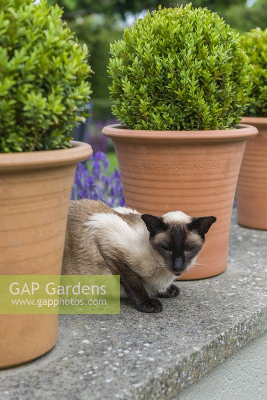Box balls planted in terracotta containers placed along top of low wall. Siamese cat. July.