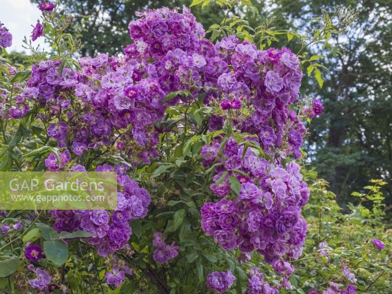 Rosa 'Purple Skyliner' -  Multiflora Rambler Rose
