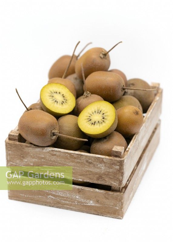 Actinidia Gold in wooden crate, spring April