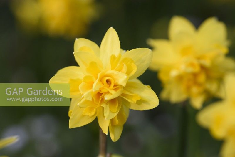 Narcissus 'Tete Boucle'