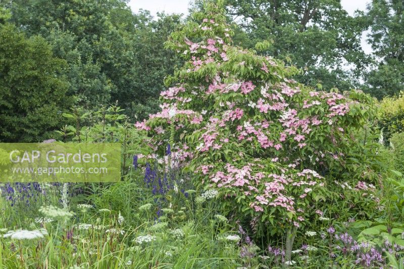 Pink flowering dogwood. Cornus 'Norman Hadden'with Amni majus,  aconitums, verbena and eupatorium. July