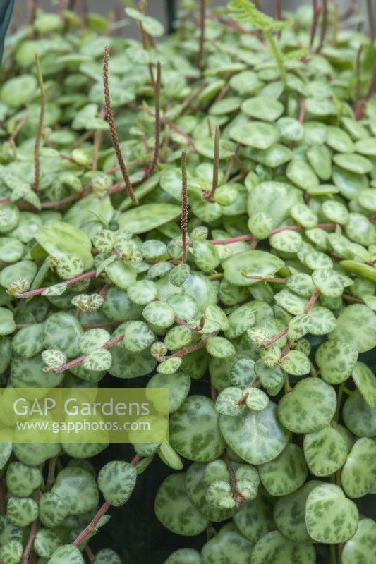 Peperomia prostrata - string of turtles, with spikes of tiny brown flowers. July