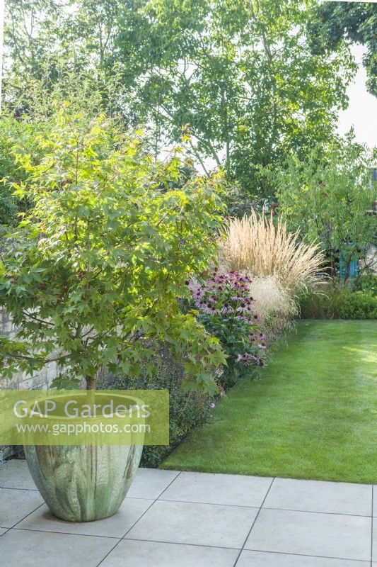 View of contemporary garden with Japanese Maple in large glazed container on patio. August