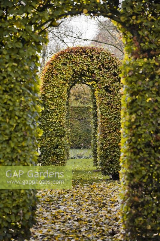 Hornbeam arched walkways in Autumn.