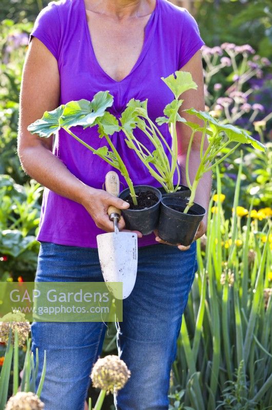 Woman holding pot grown courgettes ready for planting in bed.