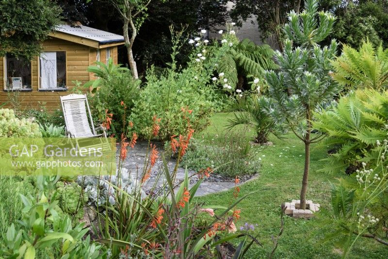 Cornish garden with tender plants including the silver tree, Leucadendron argenteum, in August