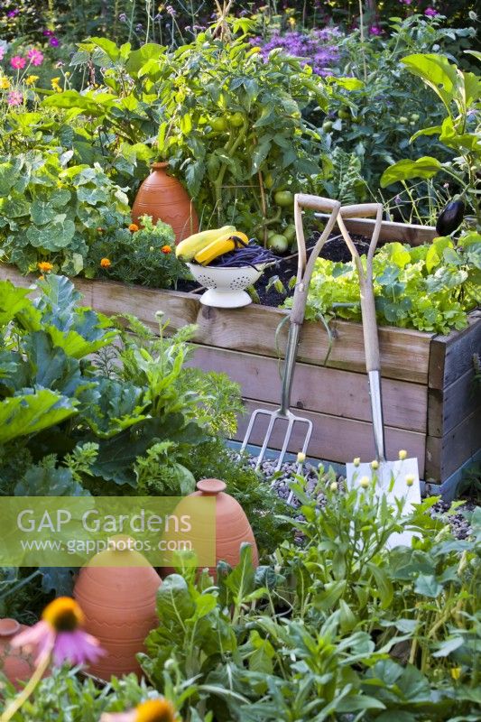 Kitchen garden with raised beds full of growing crops, freshly harvested vegetables and tools.