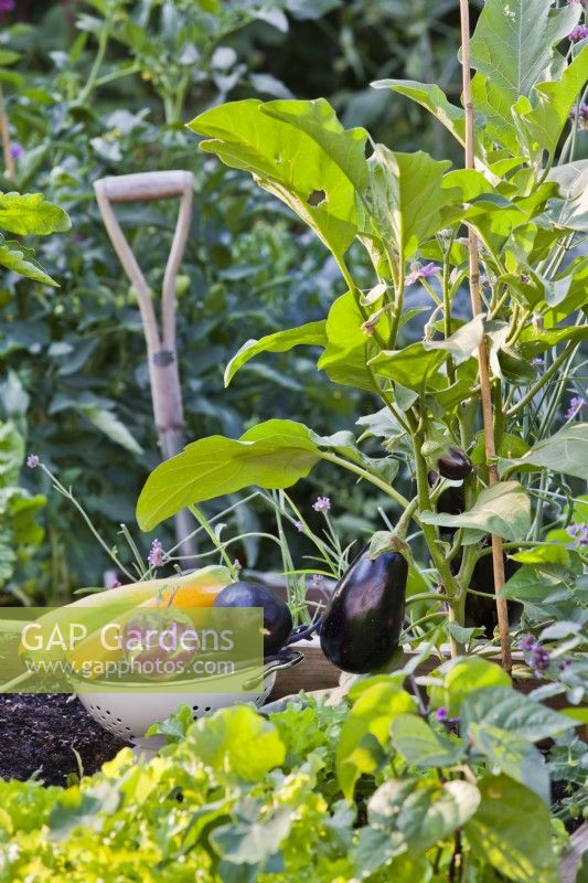 Colander with freshly harvested vegetables beside the aubergine plant with fruits.