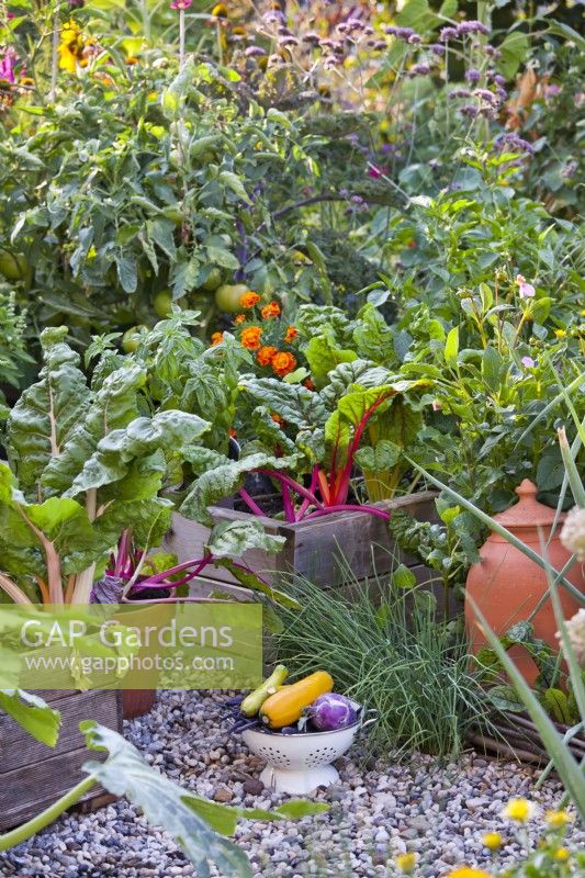 Colander with freshly harvested vegetables and raised beds in organic kitchen garden.