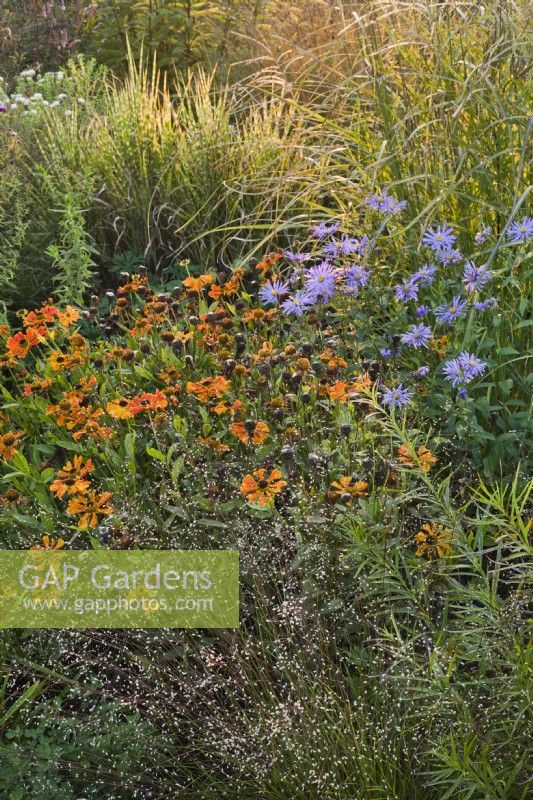 Mixed planting with Sporobolus, Helenium, Aster and Miscanthus.