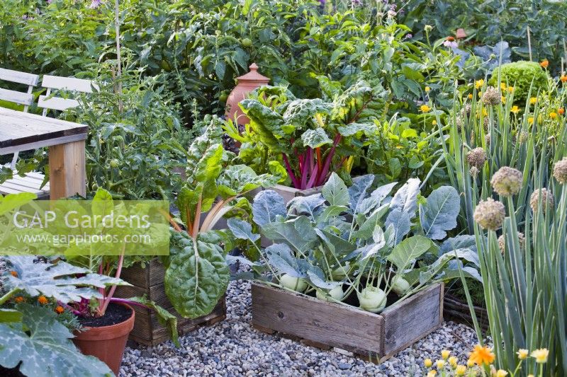 Containers full of growing crops - kohlrabi, Swiss chard and tomatoes.