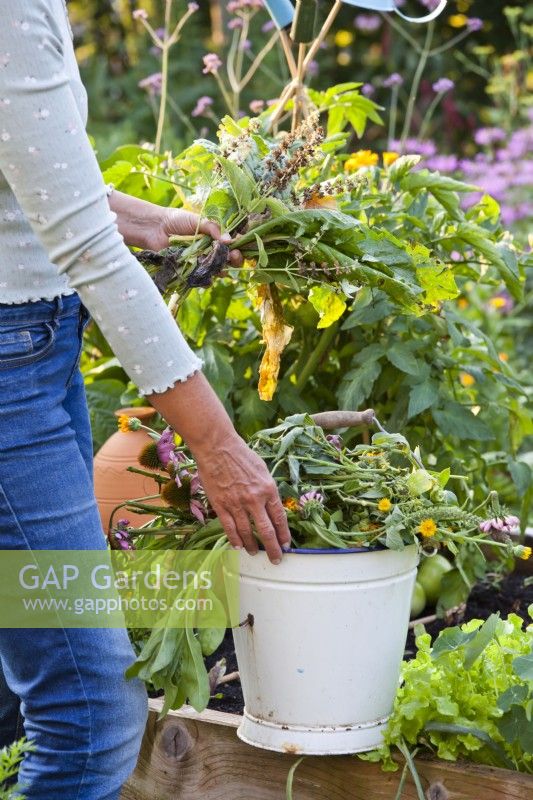 Woman carrying bucket filled with garden waste - spent flowers, weeds and infected and dead plants.