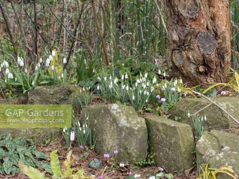 Snowdrops growing beneath a tree between rocks in a natural looking environment