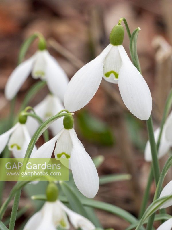 Galanthus Nothing Special