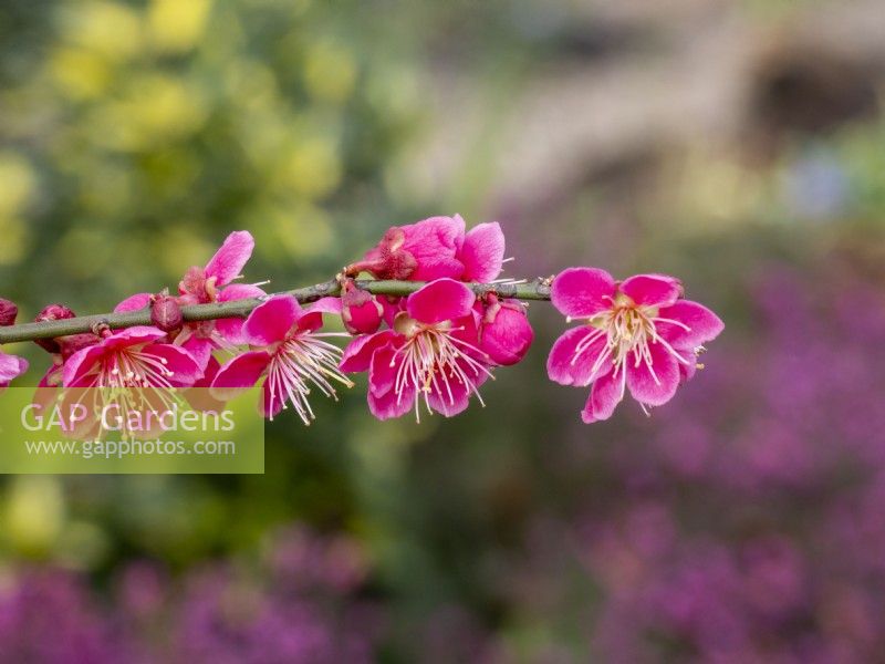 Prunus mume 'Beni-Chidori' is a beautiful early flowered small tree that adds colour and structure to the winter garden.