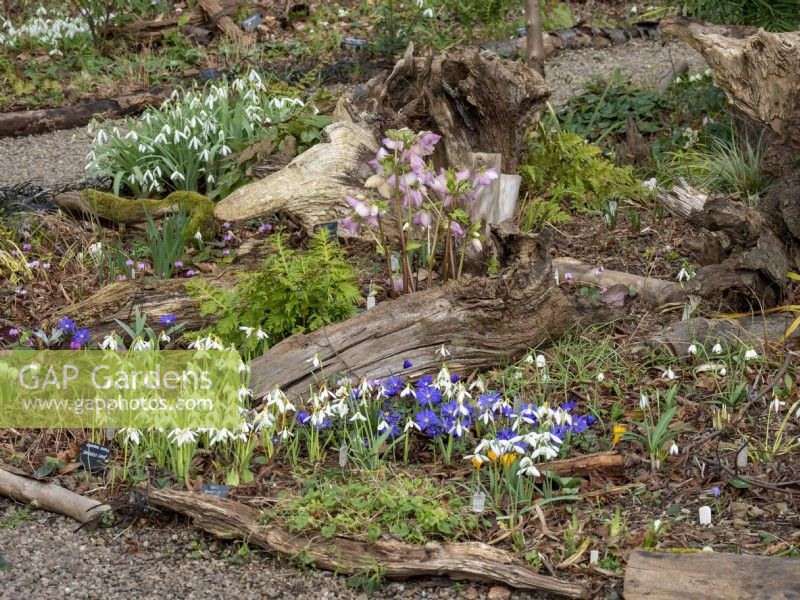 Snowdrops, Anemone blanda and Hellebores growing together with wooden logs in a woodland setting