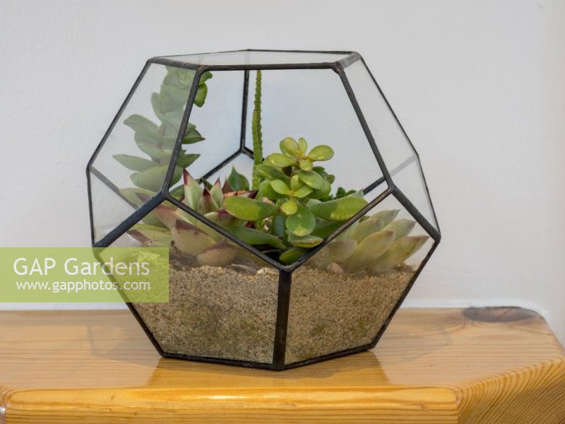 Glass terrarium planted with succulents