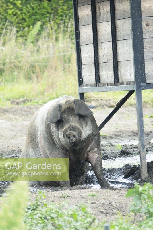 Pig in the mud.