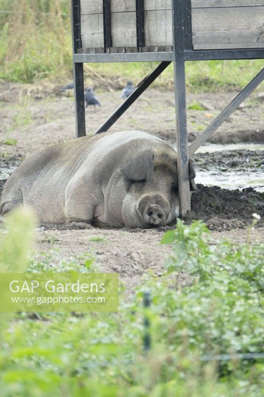 Sleeping pig in the mud.