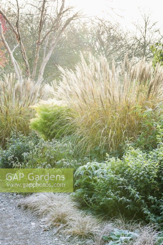 View of Winter Garden in late autumn with frost. Miscanthus sinensis 'Septemberrot', viburnum, sarcococca, carex and Cryptomeria japonica. November