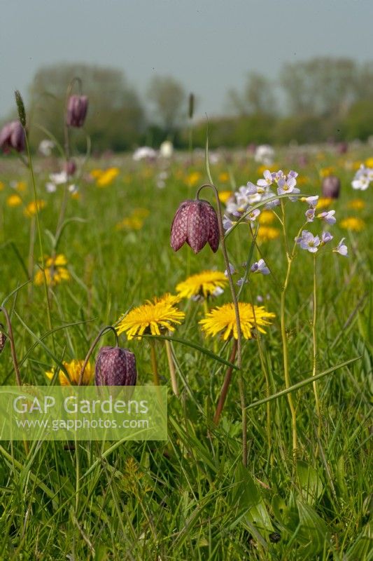 Fritillary Flowers Fritillaria melegris and dandelions north meadow Cricklade Wilts
