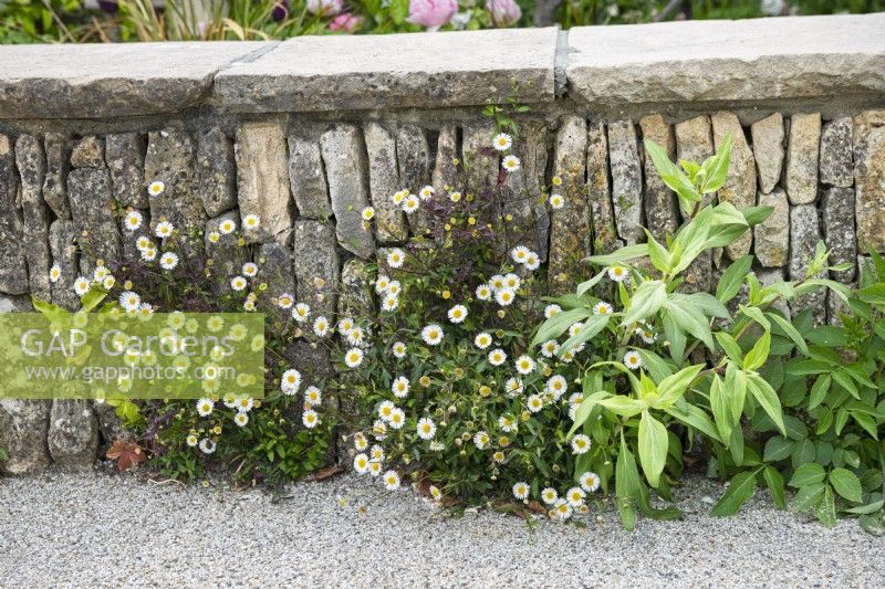 Limestone wall with Erigeron karvinskianus, Mexican fleabane and Centranthus riber, Red valerian.

Horatio's Garden South West - Salisbury
The Duke of Cornwall Spinal Treatment Centre