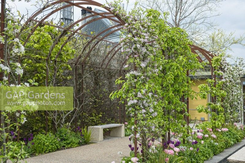Rusted steel archway with Wisteria floribunda 'Alba', bench, trained apple trees in blossom and underplanted with tulips 'Angelique' and 'Recreado'.

Horatio's Garden South West - Salisbury
The Duke of Cornwall Spinal Treatment Centre
