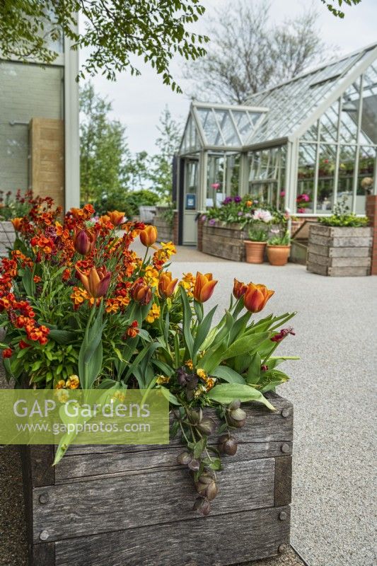 Wooden planter with orange flowers including violets, wallflowers and tulips. Greenhouse and resin bound gravel pathway behind.

Horatio's Garden South West - Salisbury
The Duke of Cornwall Spinal Treatment Centre